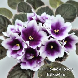ПТ-Ночной Город